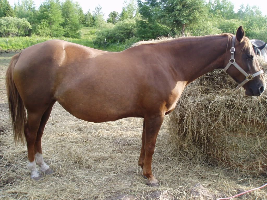 horse belly