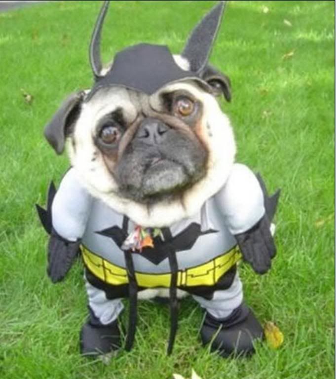 Pug20Batman.jpg