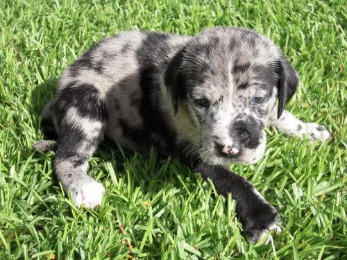 Catahoula Lab Puppies