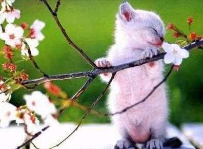 Beutiful Cat