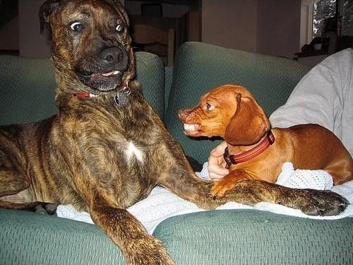 BadDog.jpg