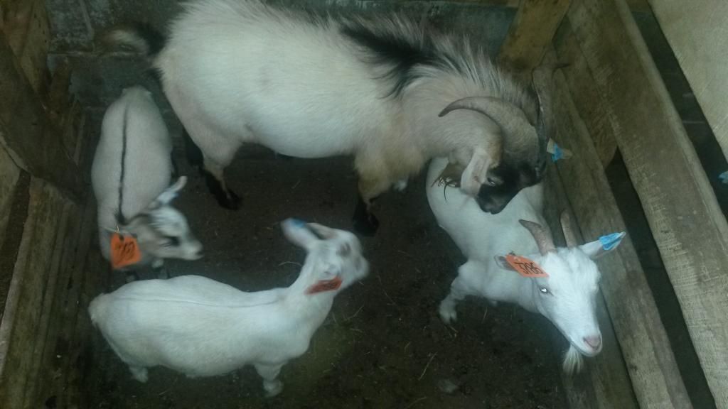 New to goats, couple questions? - Goats
