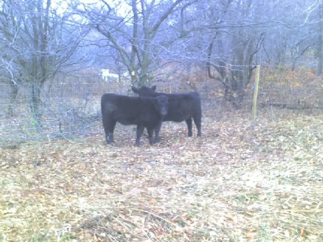 Got my first cows today - Cattle