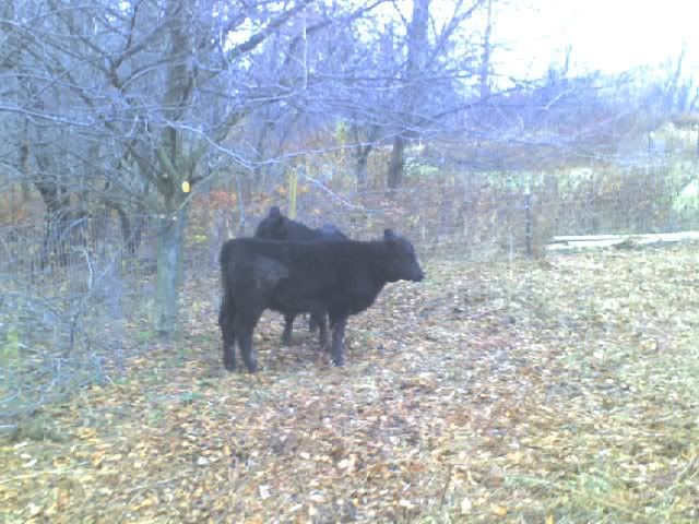 Got my first cows today - Cattle