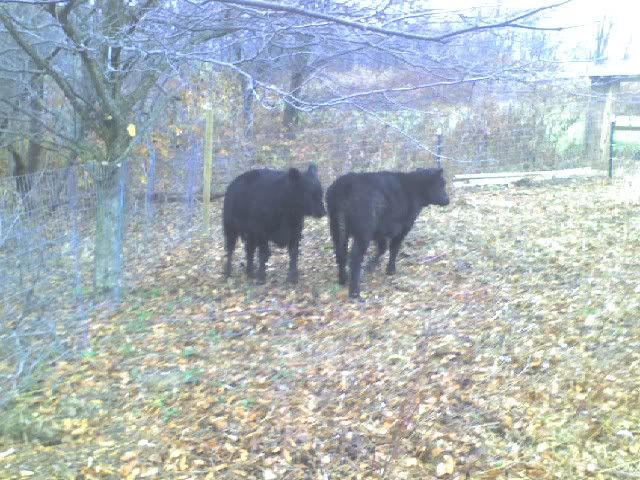 Got my first cows today - Cattle
