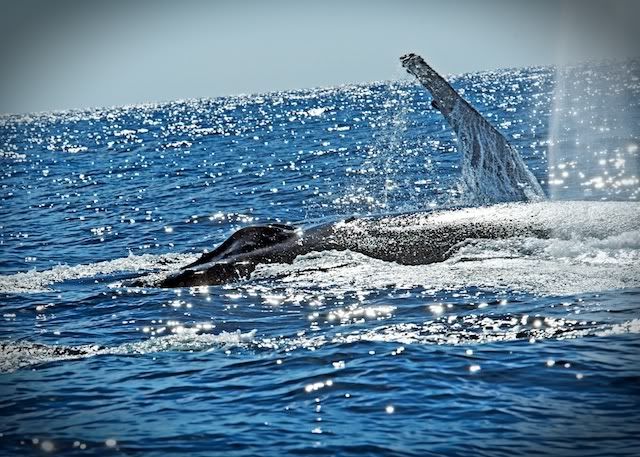 TJS Cabo Humpback Whales4 200901