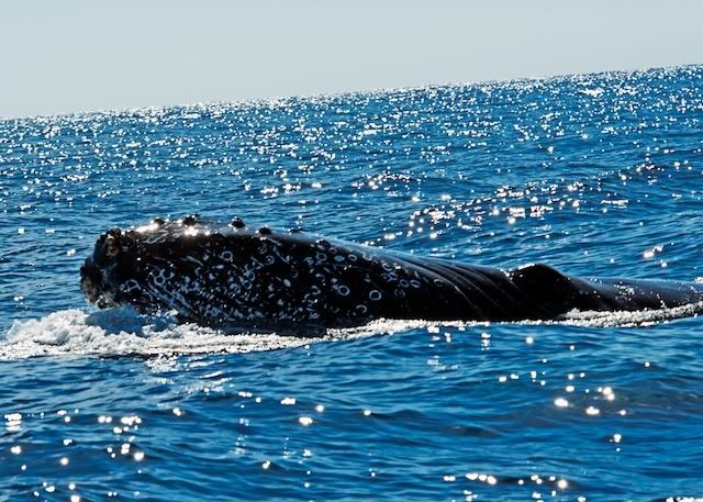 TJS Cabo Humpback Whales3 200901