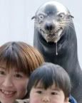 Evil Seal Pictures, Images and Photos