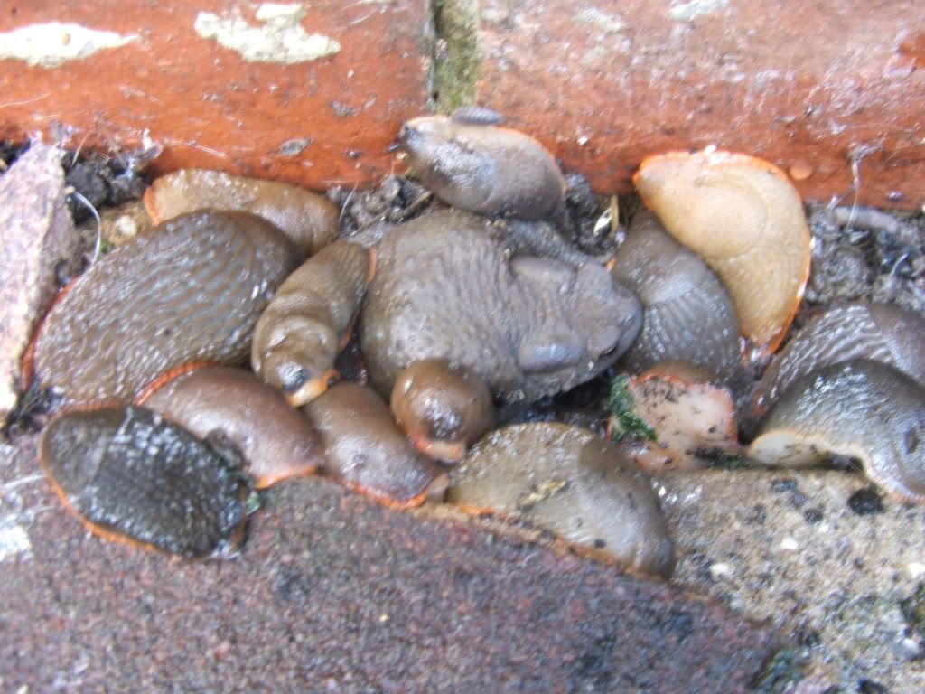 Toads eat slugs? Pet Forums Community