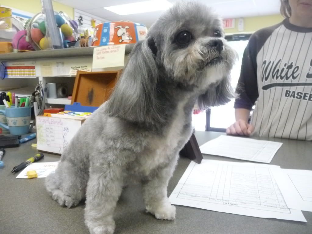 Mixed Breed :: Jada Ellis - Shih Tzu/Poodle X picture by HT-Houston Mixed Breed :: Jada Ellis - Shih Tzu/Poodle X picture by HT-Houston