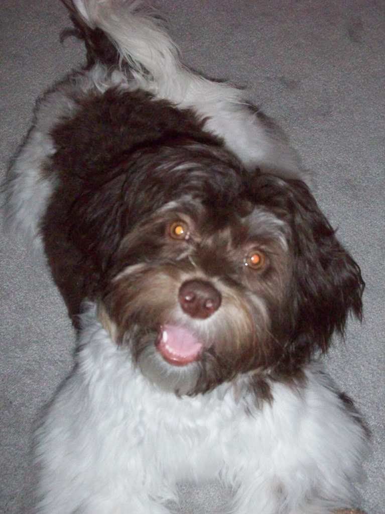 Snickers (c) pantherchik07 snickers