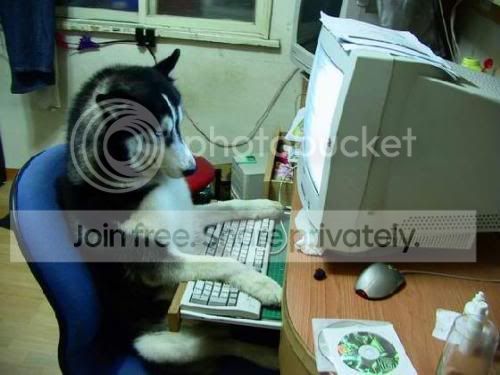 dog_use_computer.jpg